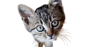 honestcatlovers0001