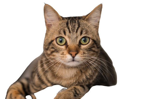 honestcatlover0002