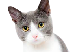 honestcatlover0003