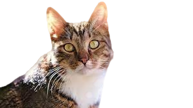 honestcatlover0005