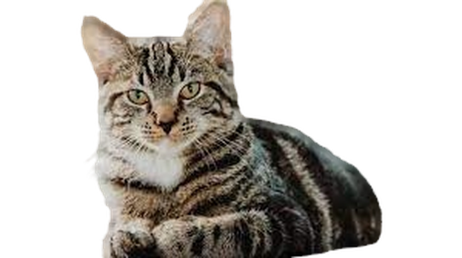 honestcatlover0004