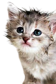 looking for ways to communicate with cat honestcatlover image 03