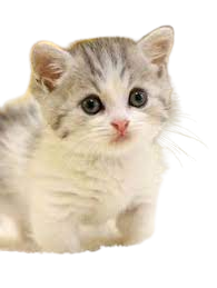 looking for ways to communicate with cat honestcatlover image 04