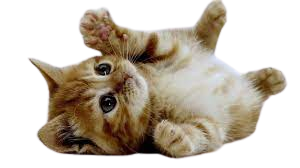 looking for ways to communicate with cat honestcatlover image 05