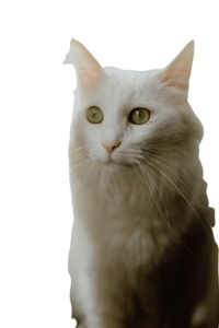 honestcat lover