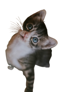 honest cat lover