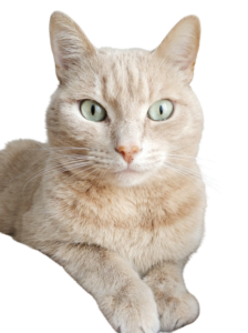 honest cat lover