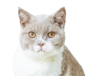 honestcatlover