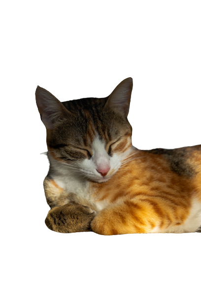 honest cat lover site's blog image 01