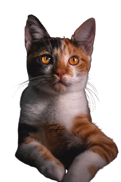 honestcatlover blog- 6 dos and 2 don't things to communcate with your cat 2
