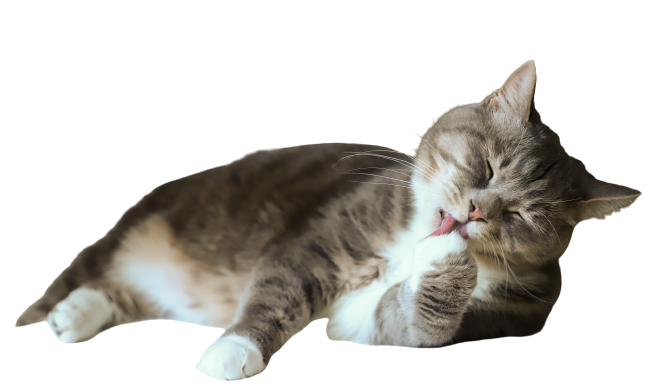 honest cat lover-how to communicate with cat