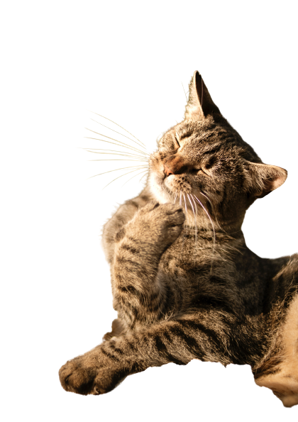 honest cat lover-how to communicate with your cat