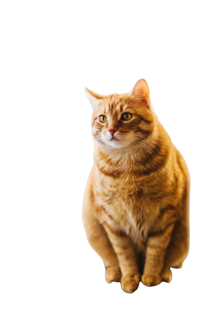 honest cat lover-how to communicate with your pet cat