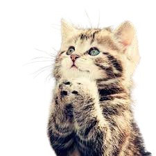 looking for ways to communicate with cat honestcatlover image 02