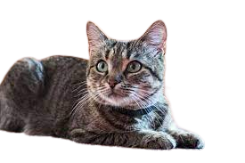 honestcatloveraboutimage