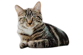 honestcatlover about 1