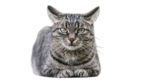 about honestcatlover