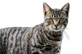 about image honestcatlover