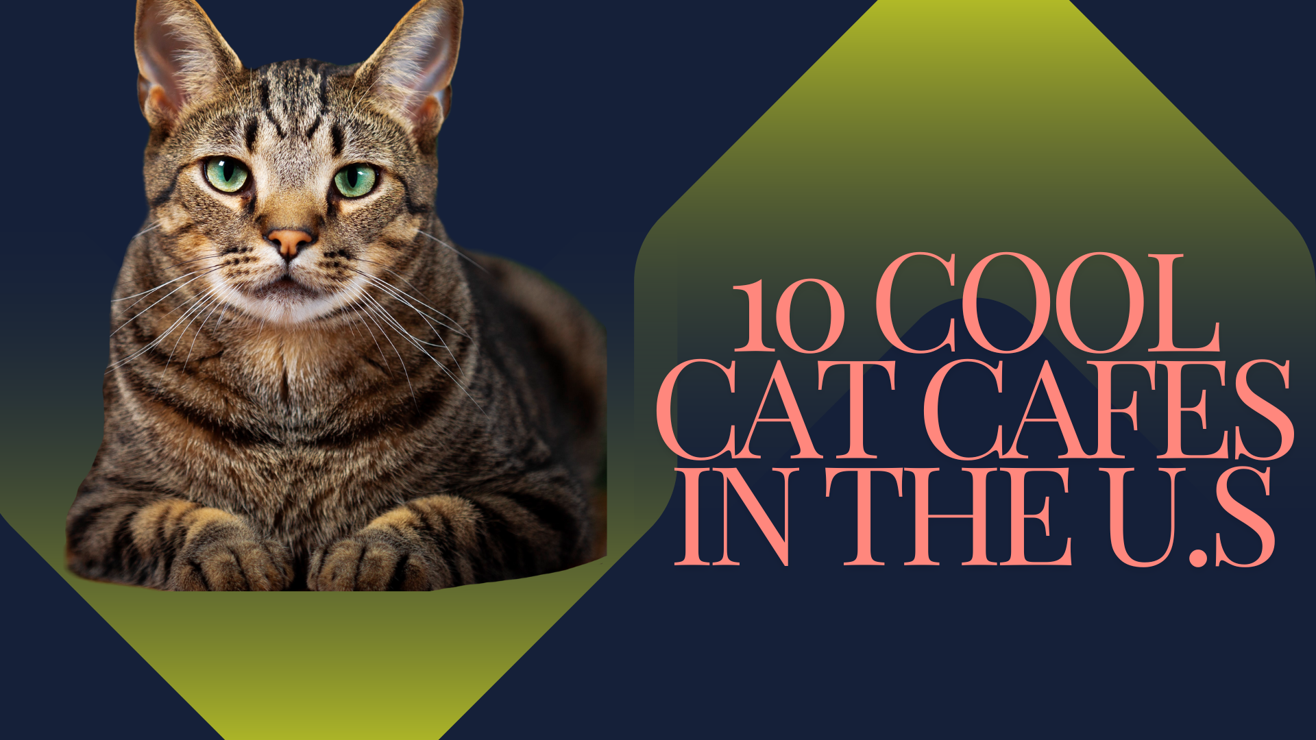 10 Perfect Cat Cafes Location in the U.S.A