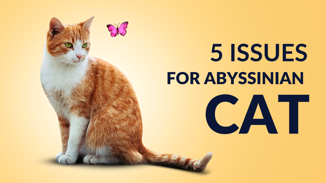 5 issues for Abyssinian Cats