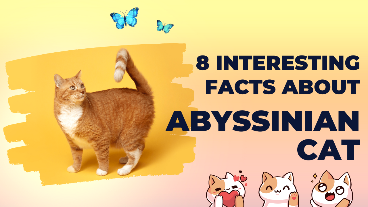 8 Interesting facts about Abyssinian cat which would be known