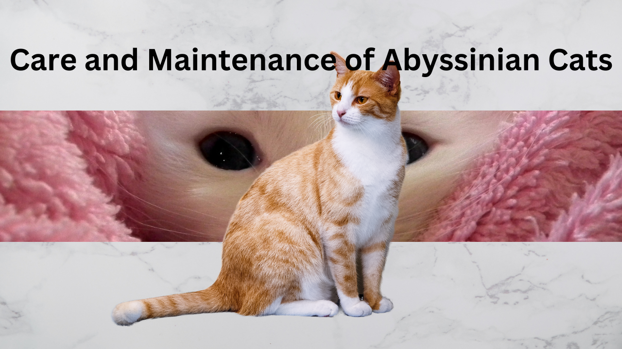 Health Issues to watch out for of Abyssinian cat