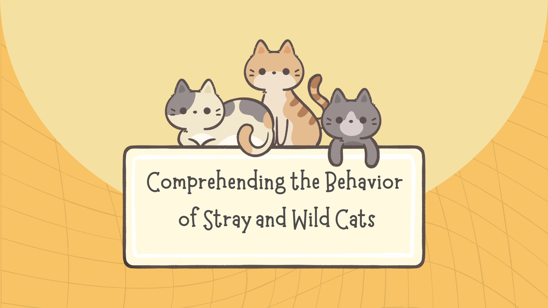 Comprehending the Behavior of Stray and Wild Cats