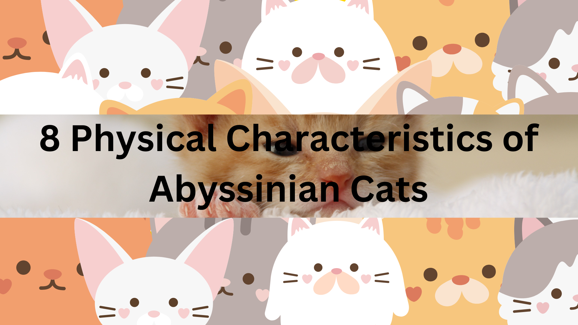 Physical Characteristics of Abyssinian Cats