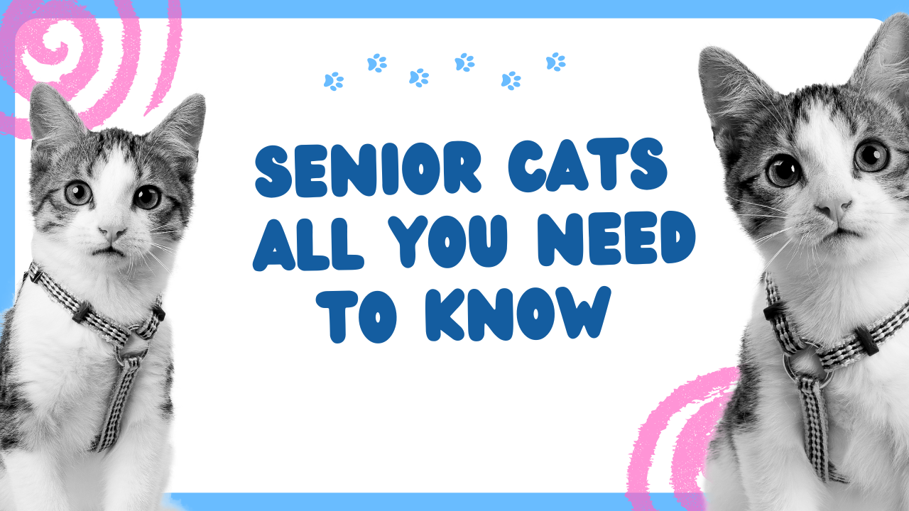 Do you know all about senior cats?