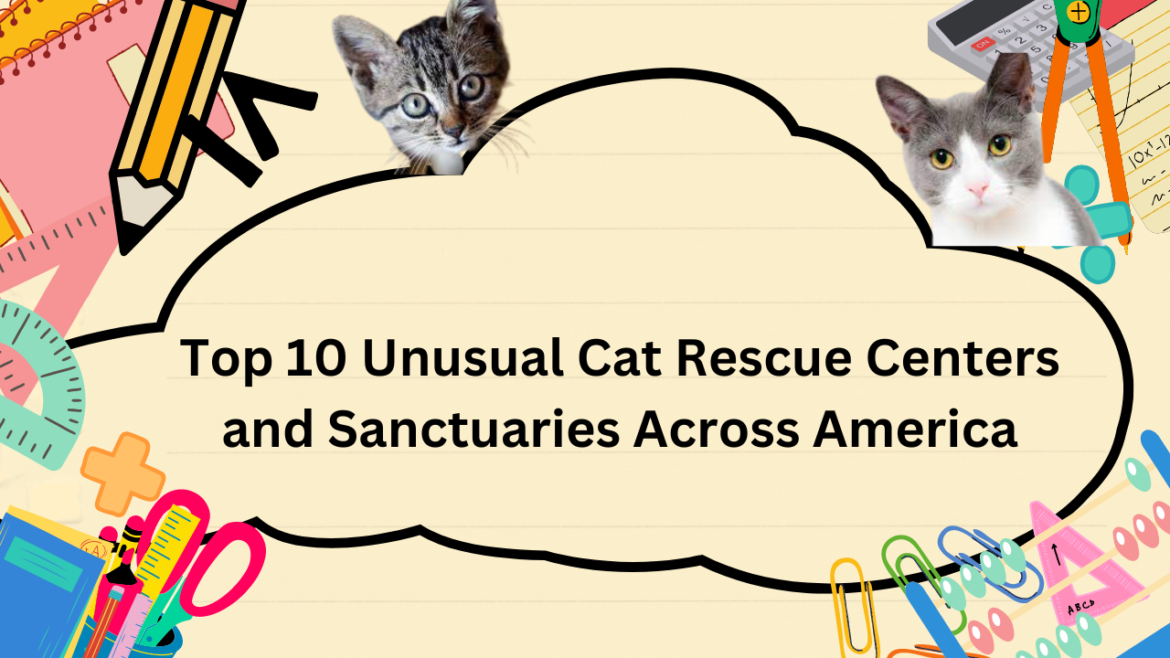 Top 10 Unusual Cat Rescue Centers and Sanctuaries Across America