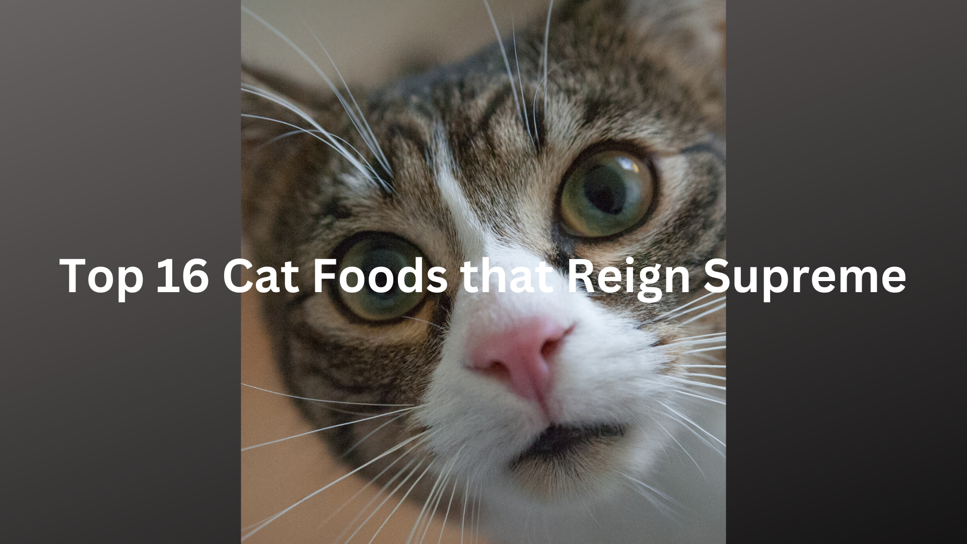 Top 16 Cat Foods that Reign Supreme