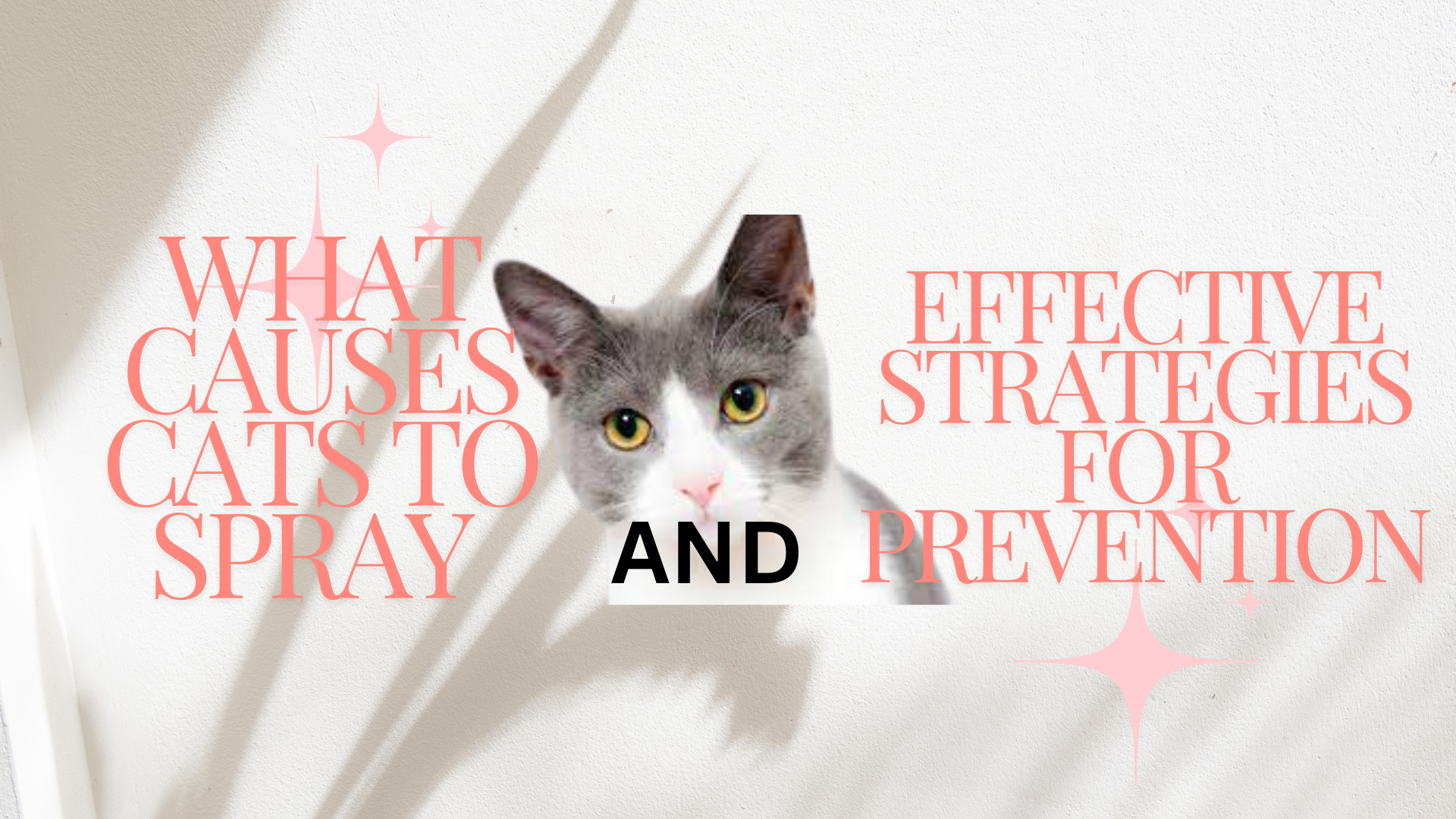 What causes cats to spray and effective strategies for prevention?