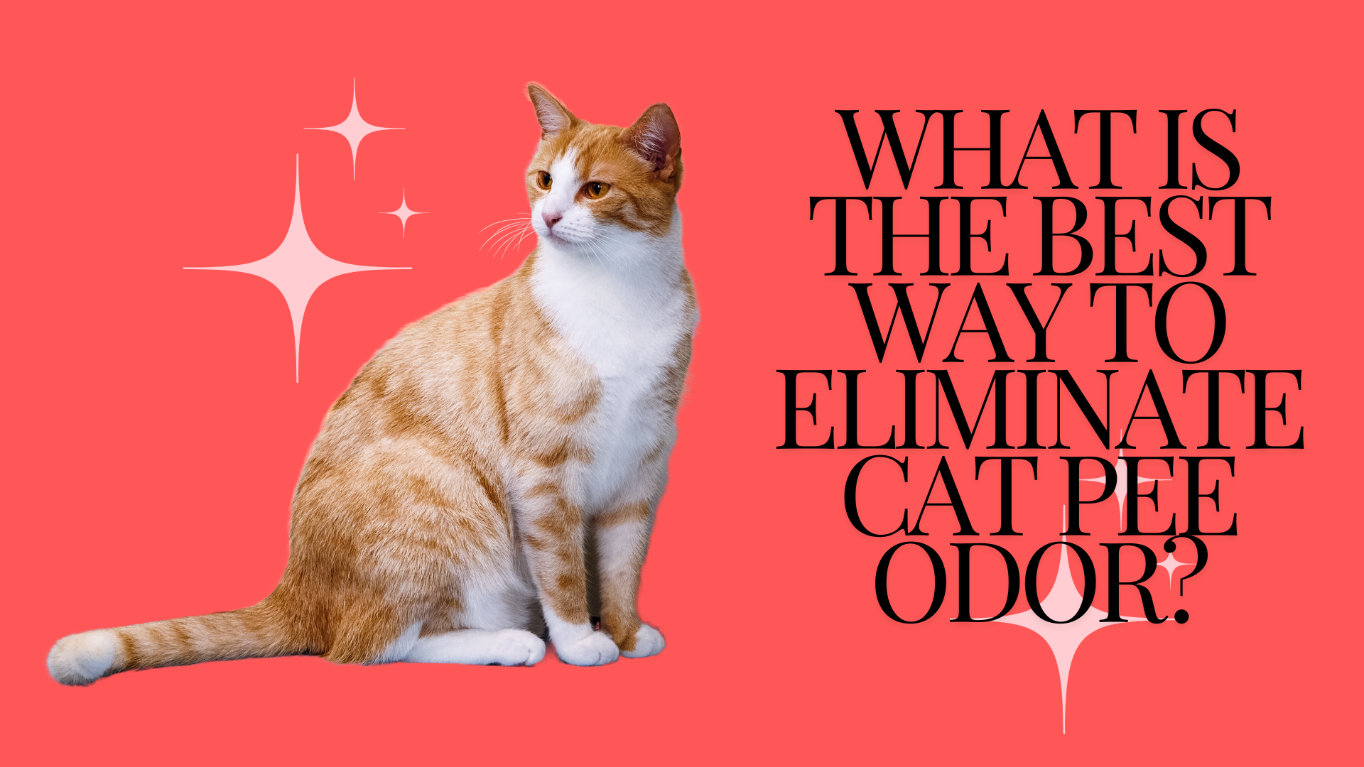 What is the best way to eliminate cat pee odor?