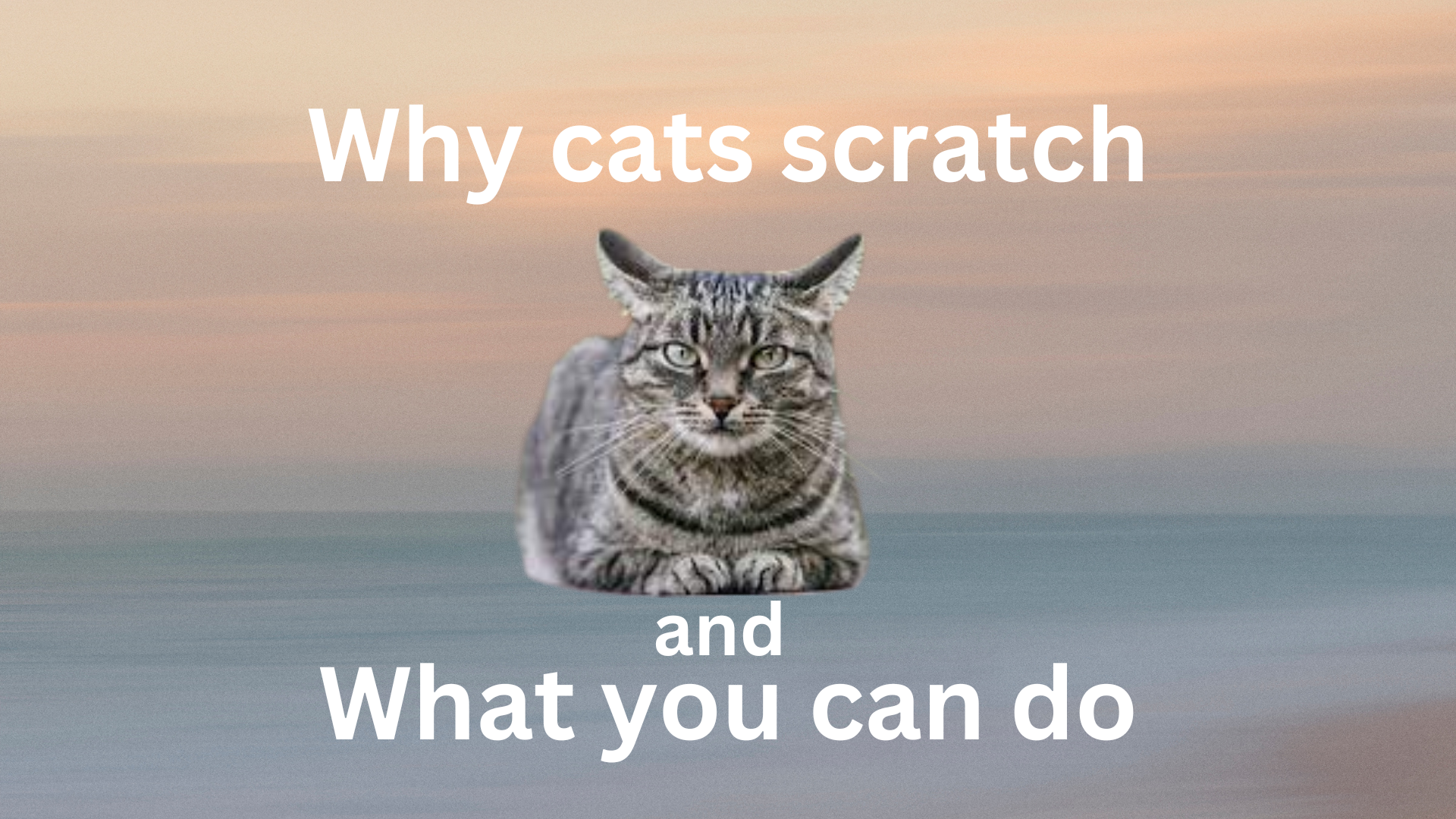 Why cats scratch and what you can do
