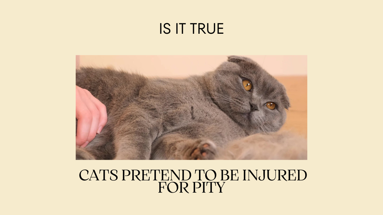 Do Cats pretend to be injured for Pity