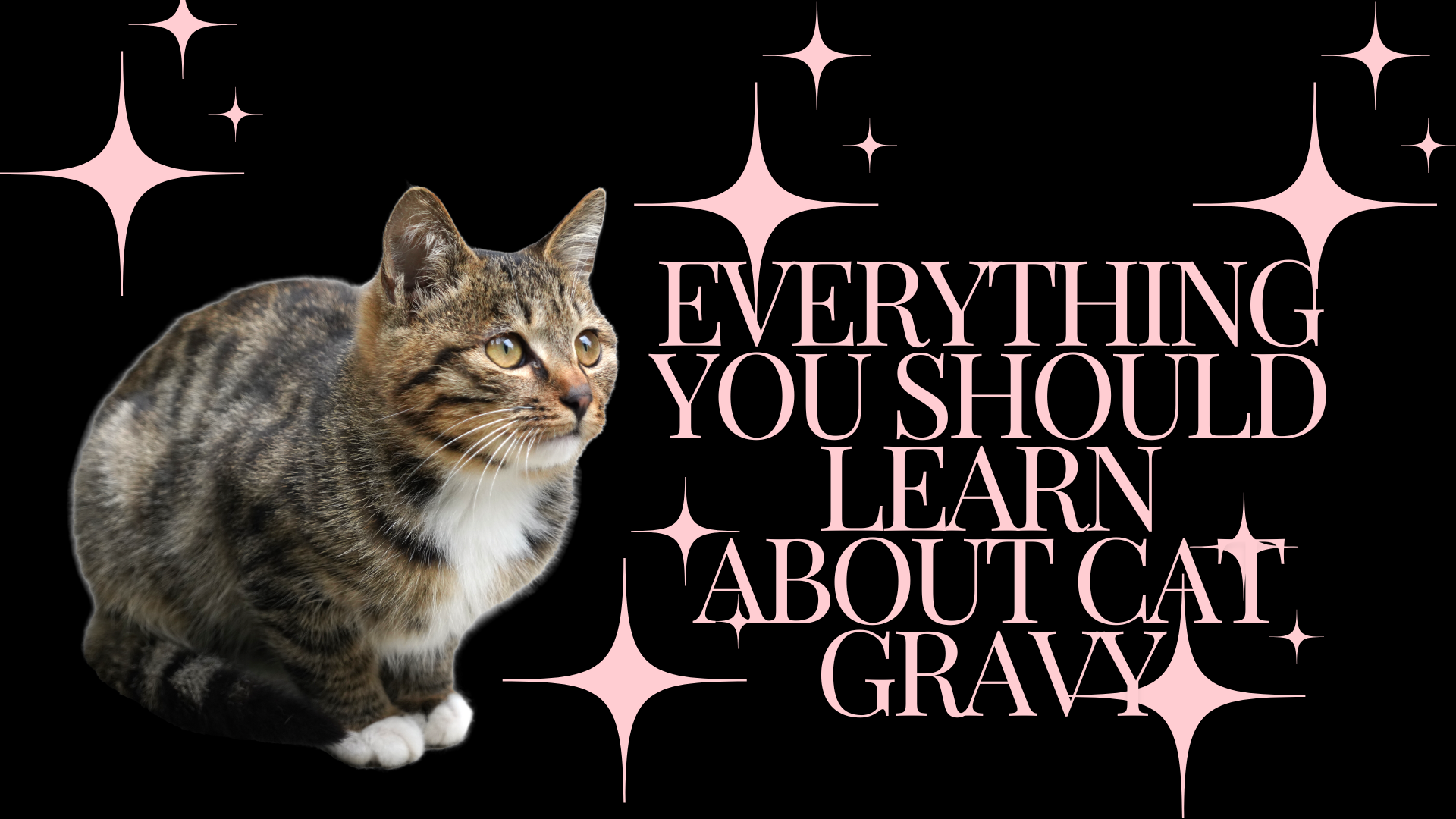 Everything you should learn about cat gravy